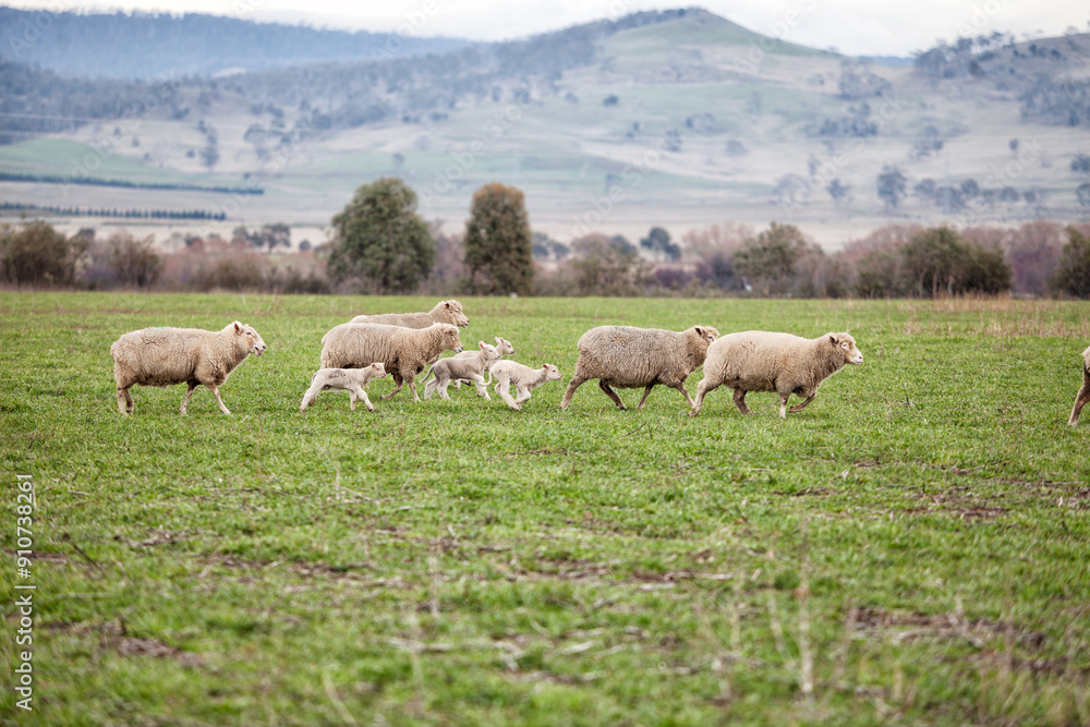 Fototapeta premium Ewes and young lambs in a paddock