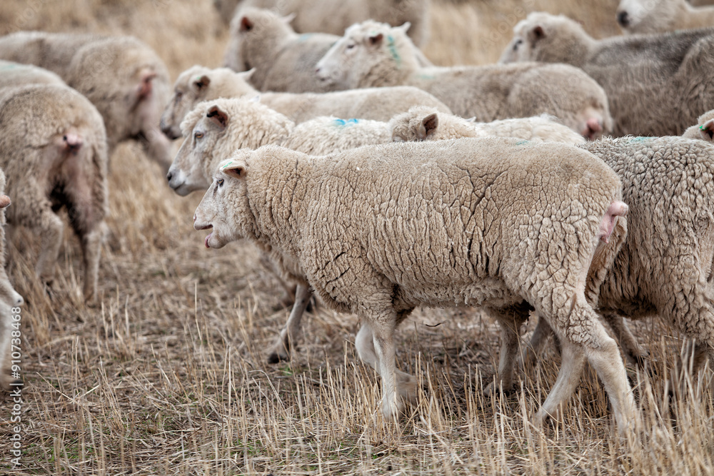 View of herd of sheep in a farm paddock View of herd of sheep in a farm paddock