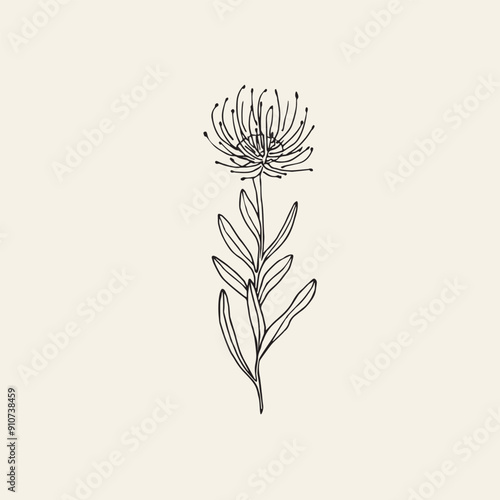 Hand drawn leucospermum or pincushion flower