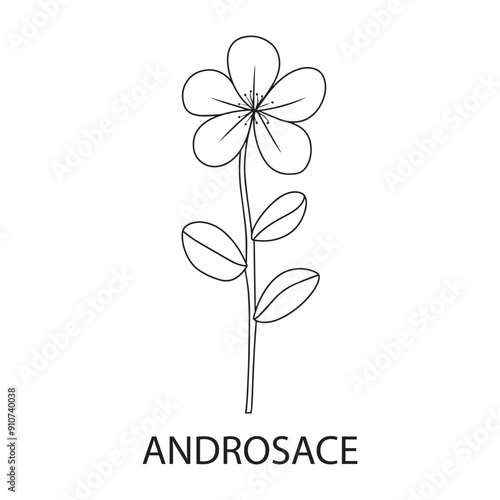 Androsace flower Outline Design, Floral Clipart, Wildflower illustration in black and white
 photo