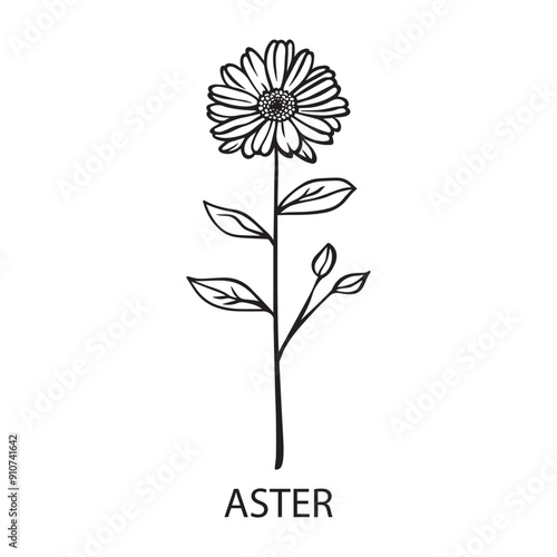 Aster flower Outline Design, Floral Clipart, Wildflower illustration in black and white