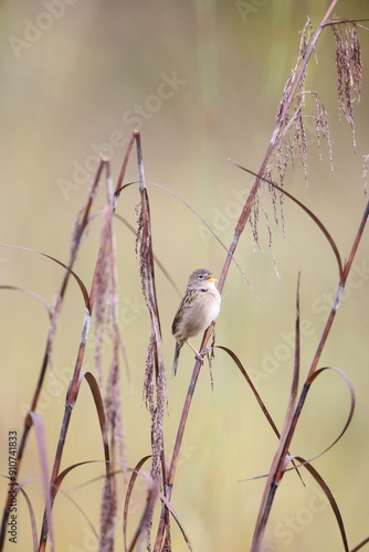 The wedge-tailed grass finch (Emberizoides herbicola) is a species of bird in the family Thraupidae. This photo was taken in Colombia. photo