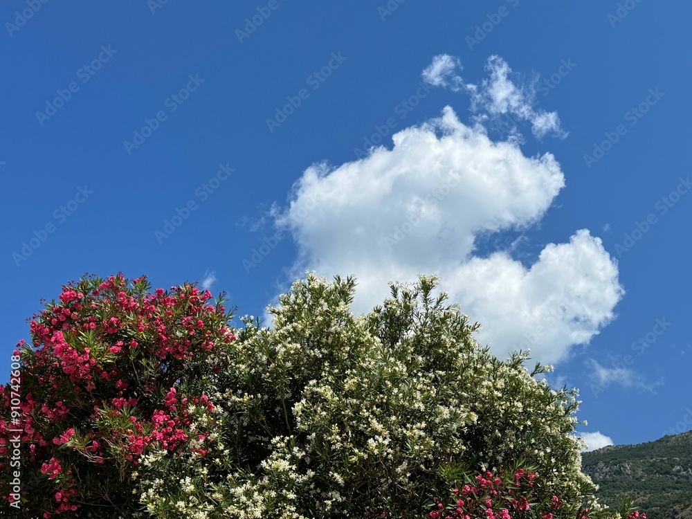 Oleander pink white blossoming shrubs Oleander pink white blossoming shrubs