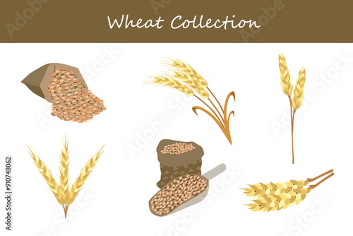 wheat collection. wheat in different poses. Vector illustration.