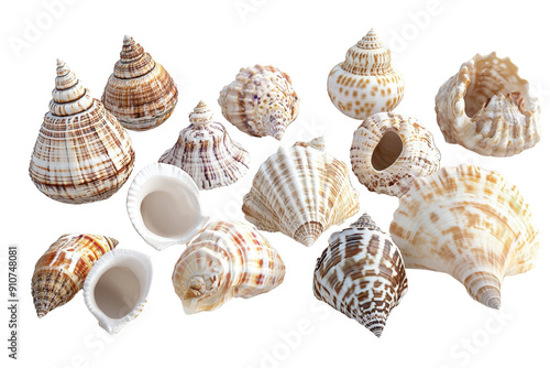 Collection of various sea shells with different shapes and patterns, perfect for beach-themed decorations or natural background designs. photo