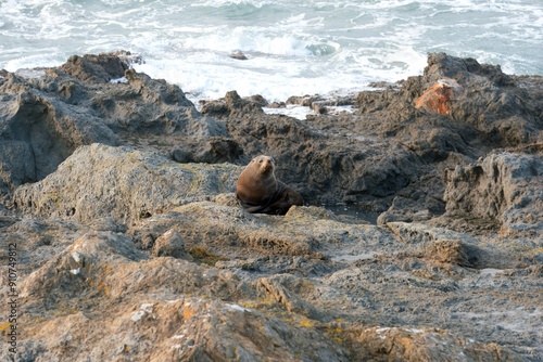 new zealand Fur Seal relax on the costalrock photo