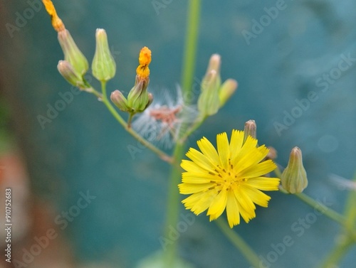 Yellow Youngia flowers are blooming on a blurry background  photo