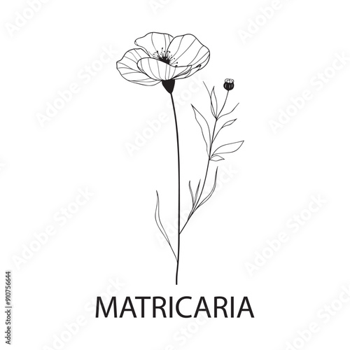 Matricaria flower Outline Design, Floral Clipart, Wildflower illustration in black and white