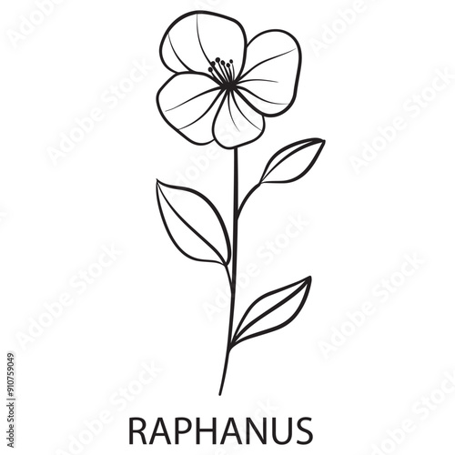 Raphanus flower Outline Design, Floral Clipart, Wildflower illustration in black and white
