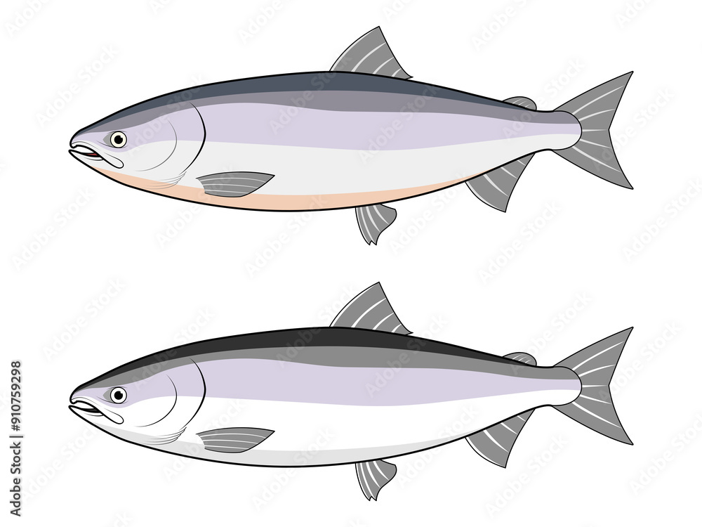 Obraz premium 横から見た鮭