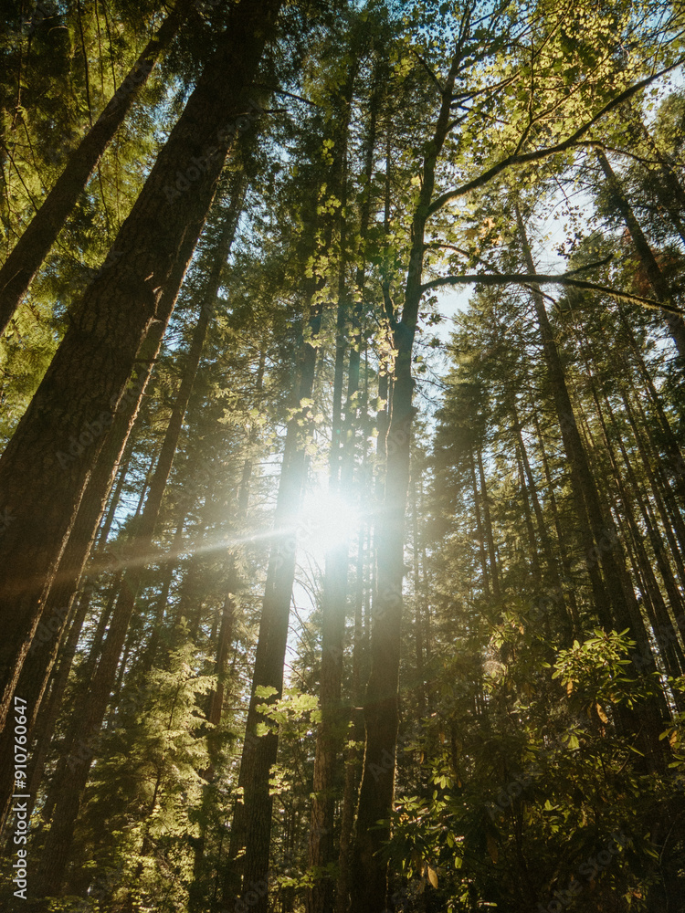 Obraz premium Sun through the trees 