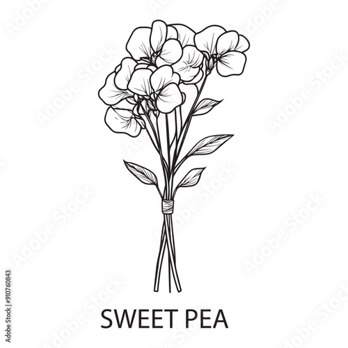 Sweet pea flower Outline Design, Floral Clipart, Wildflower illustration in black and white
