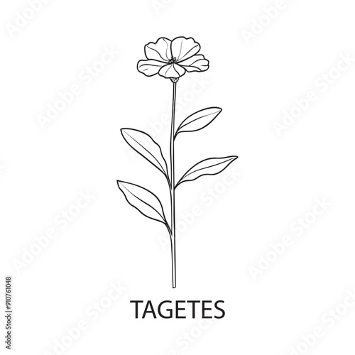 Tagetes flower Outline Design, Floral Clipart, Wildflower illustration in black and white 