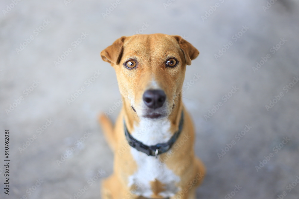 portrait of a brown dog on a grey background portrait of a brown dog on a grey background