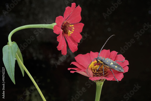 A long-horned beetle is looking for food in wildflower. This insect has the scientific name Batocera sp. photo