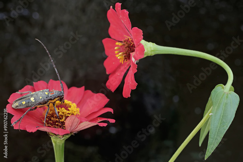 A long-horned beetle is looking for food in wildflower. This insect has the scientific name Batocera sp. photo