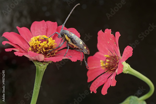 A long-horned beetle is looking for food in wildflower. This insect has the scientific name Batocera sp. photo