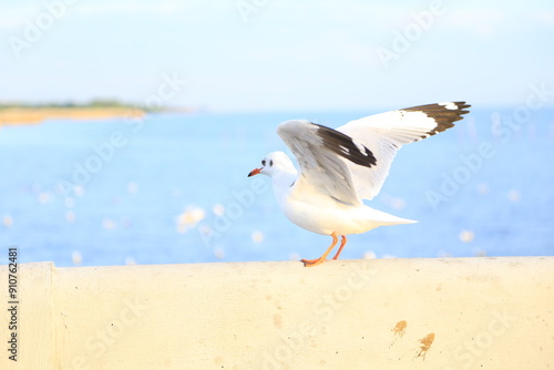 Seagulls standing in the evening at Bangpoo Samutprakarn Province Thailand photo