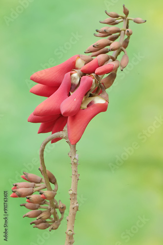 The beauty of the bright red coral bean flowers. The bark, leaves, roots and seeds of the plant with the scientific name Erythrina fusca contain alkaloid compounds. photo