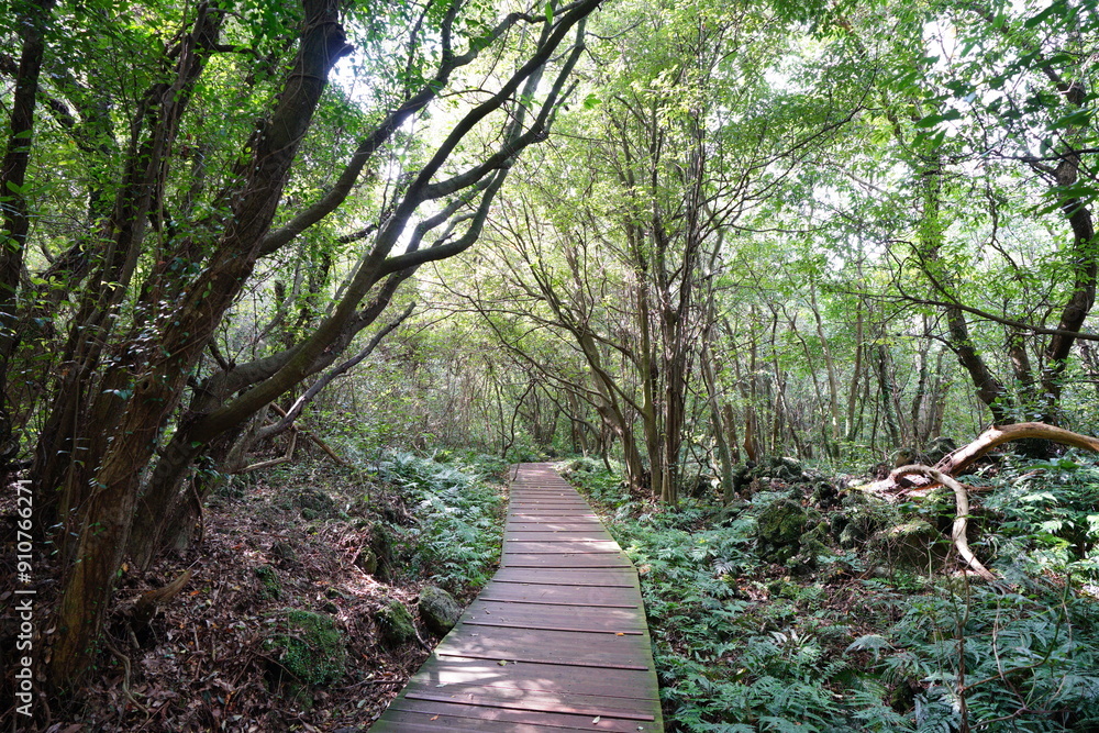 Fototapeta premium autumn walkway in the gleaming sunlight