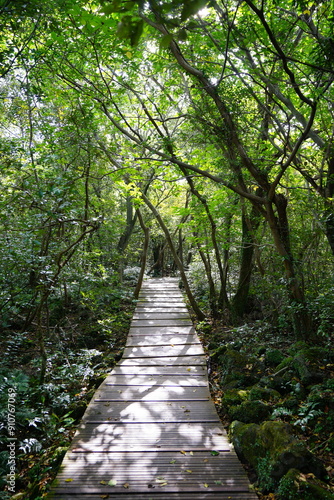 autumn walkway in the gleaming sunlight