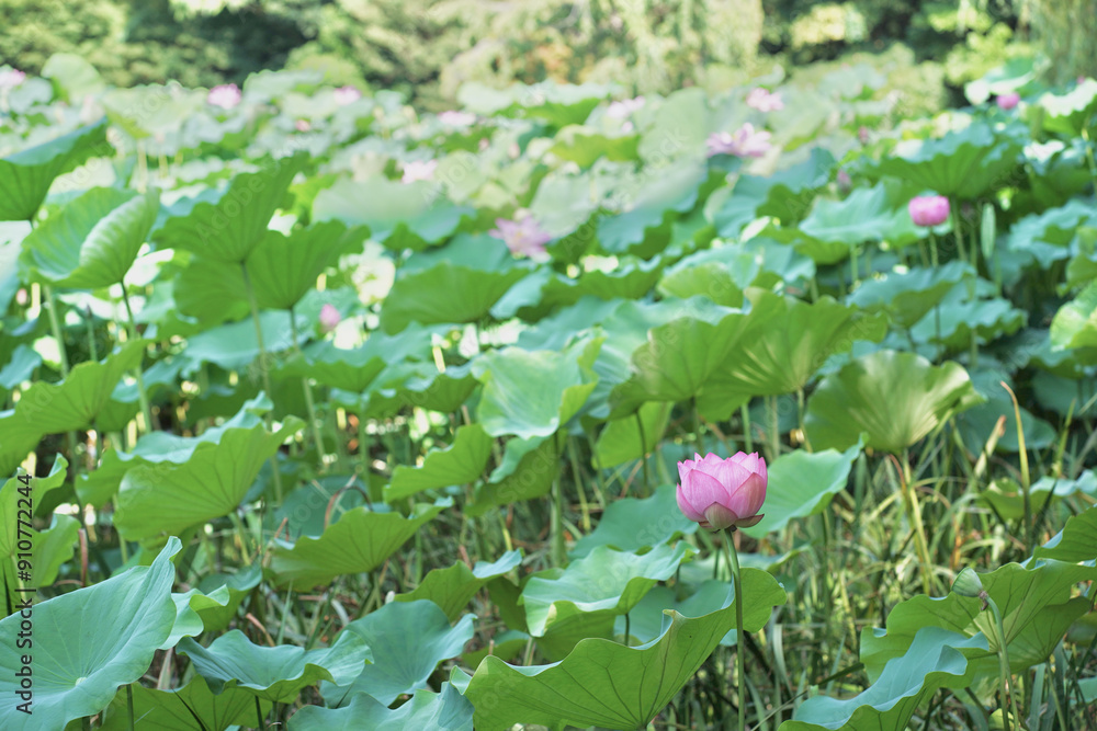 日本、神奈川県、横浜市本牧の日本庭園の蓮の花　2024年8月