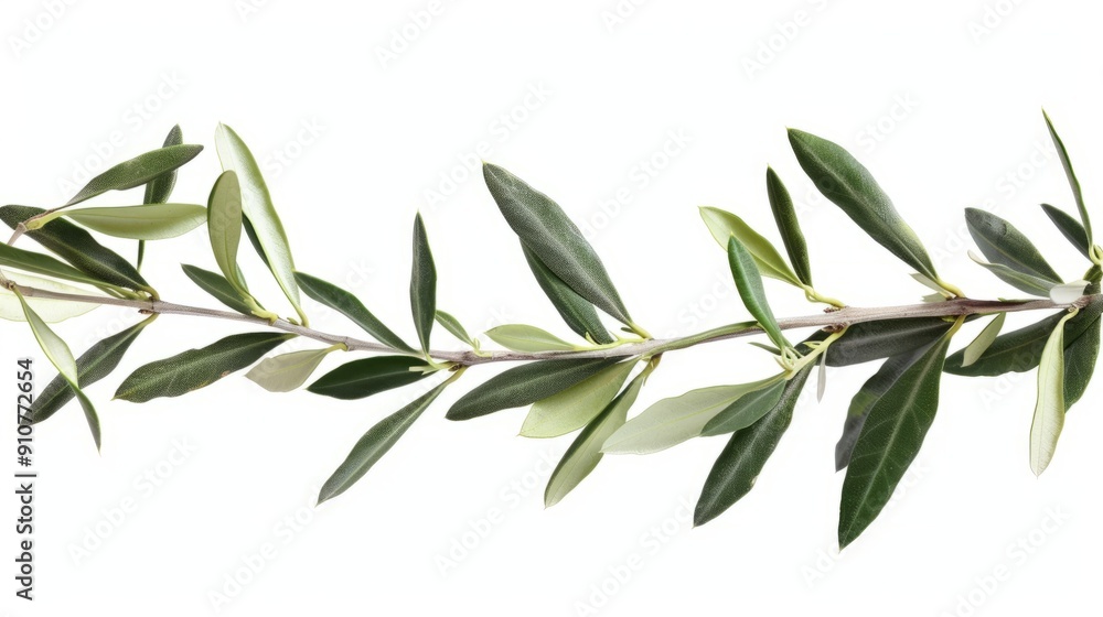 Obraz premium branch of a olive tree with leaves isolated on white background