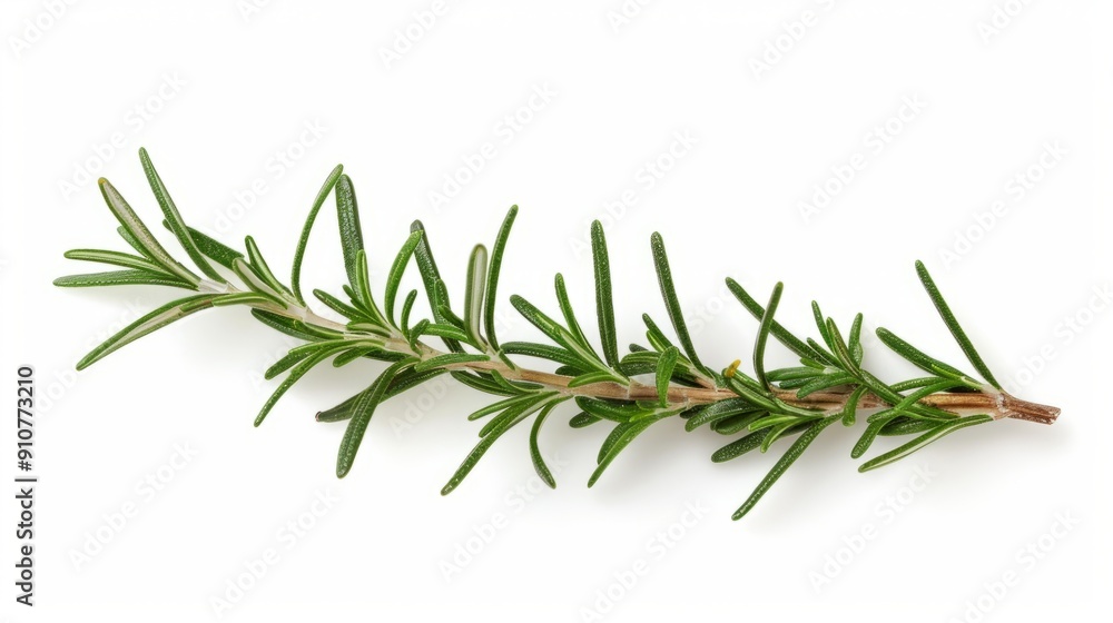 Fototapeta premium rosemary branch isolated on white background