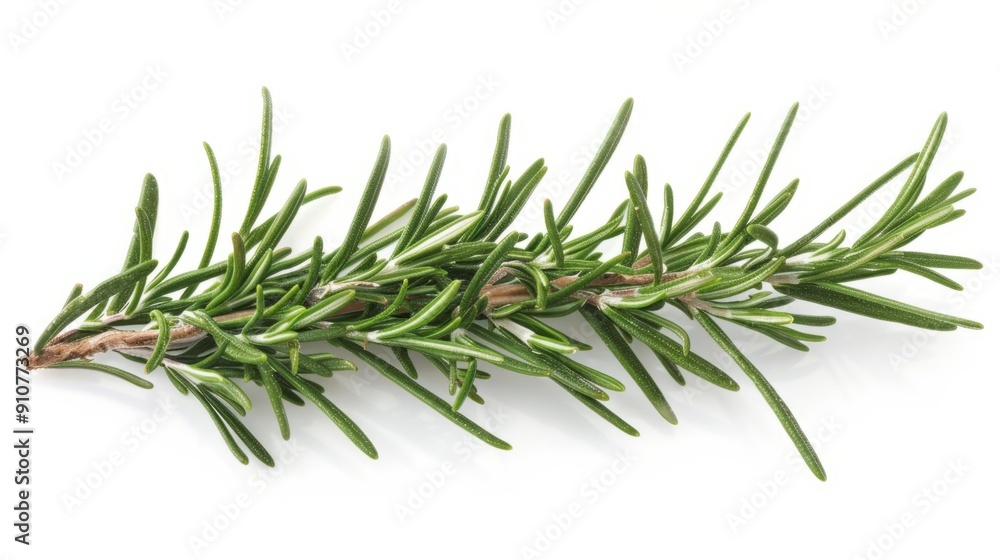Fototapeta premium rosemary branch isolated on white background