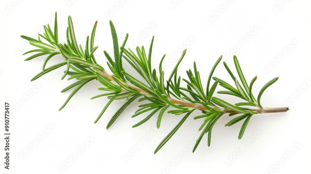 Fototapeta premium rosemary branch isolated on white background
