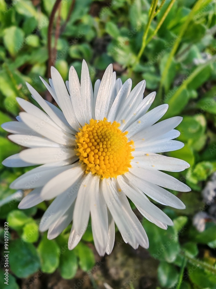 Obraz premium white daisy flower