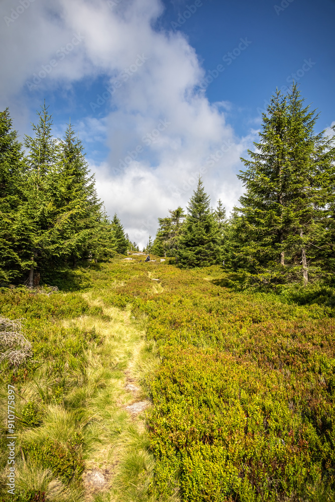 Obraz premium Path through mountain spruce forest with blueberry bushes