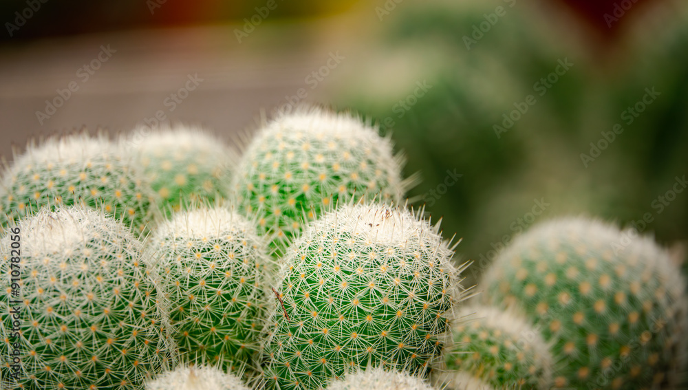 A close up of a bunch of cactus plants with green stems and white flowers. The plants are small and clustered together, creating a sense of unity and harmony