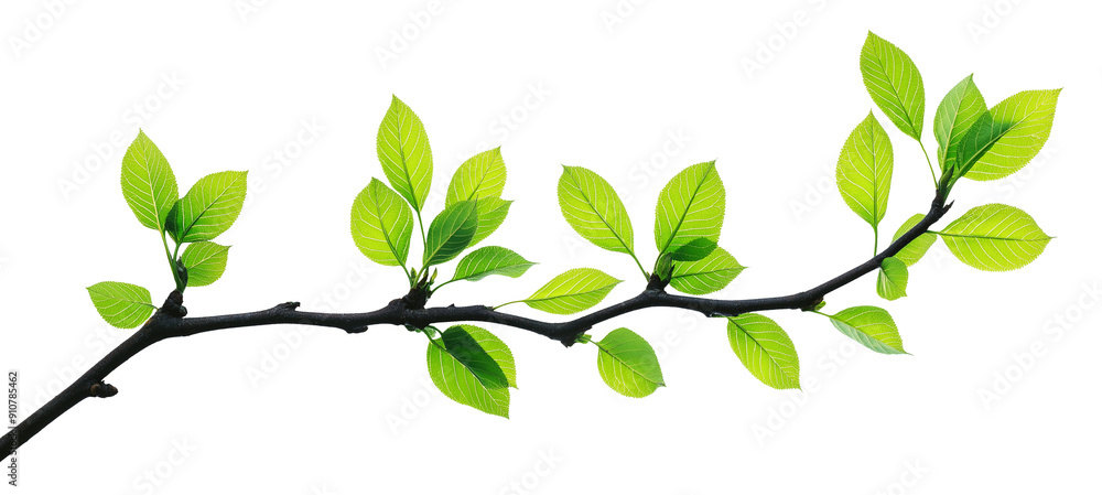 green fresh leaves on a tree branch spring summer natural plant isolated on white background. green fresh leaves on a tree branch spring summer natural plant isolated on white background.