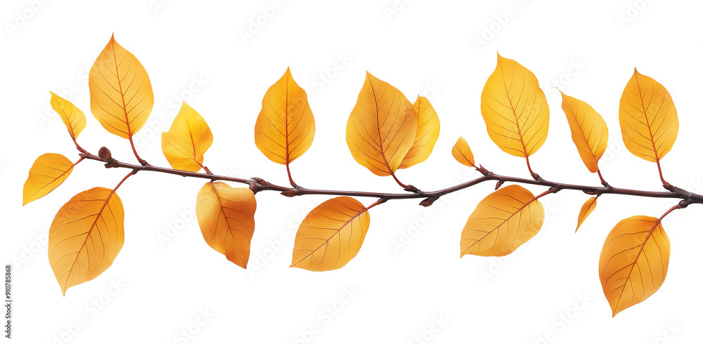 Naklejka premium yellow autumn leaves on a tree branch natural fall plant isolated on white background.