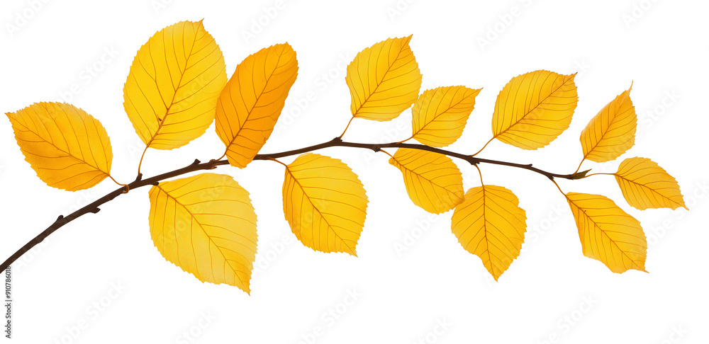 yellow autumn leaves on a tree branch natural fall plant isolated on white background. yellow autumn leaves on a tree branch natural fall plant isolated on white background.