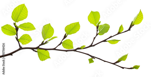 Wallpaper Mural green fresh leaves on a tree branch spring summer natural plant isolated on white background. Torontodigital.ca