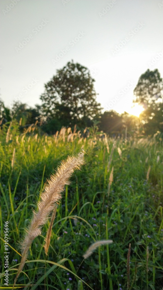 Obraz premium grass in the morning