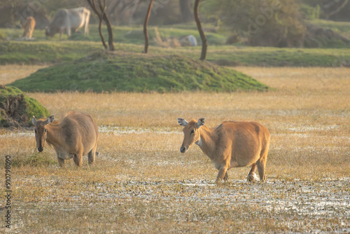 Sambar deer, Rusa unicolor, large animal, Indian subcontinent, Rathambore, India. Deer, nature habitat. Bellow majestic powerful adult animal in dry forest, big animal, Asia. India wildlife.