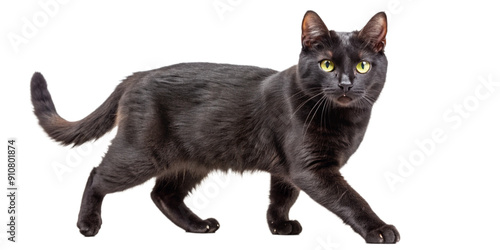 A sleek black cat walking gracefully, isolated on a white background. Its yellow eyes and smooth fur create a striking contrast, making it an elegant subject