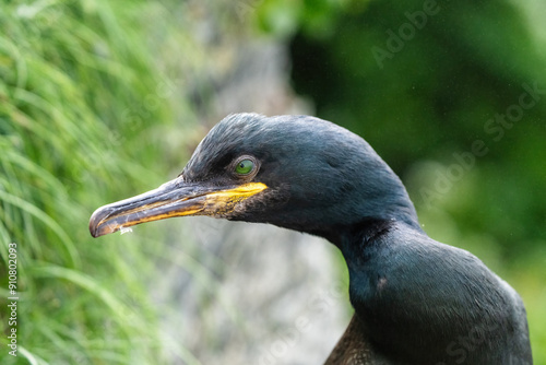 European shag, also called common shag, Gulosus aristotelis, in Hornøya, Norway photo