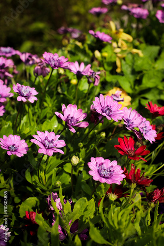 summer. nature. village. flowers. sunny day