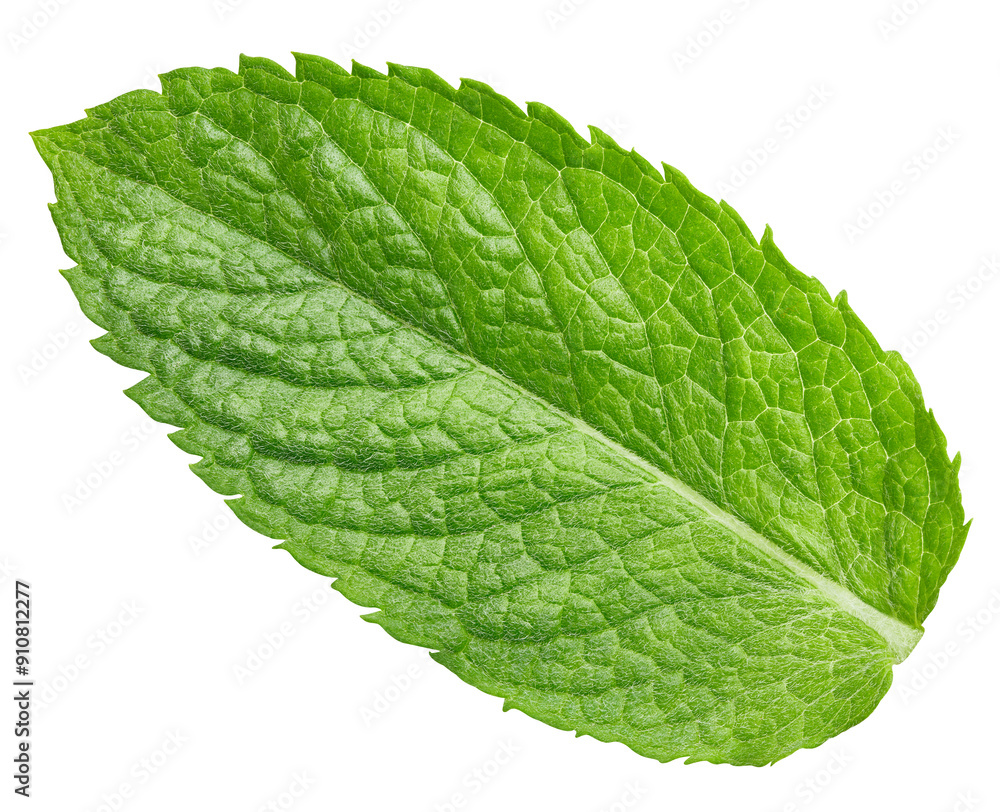 Obraz premium Mint clipping path. Organic fresh mint leaves isolated on white. Full depth of field.