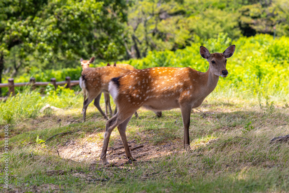The deer are freely roaming around in Nara park, Japan The deer are freely roaming around in Nara park, Japan