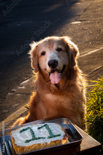 A senior dog celebrates 11th birthday with cake during golden hour photo