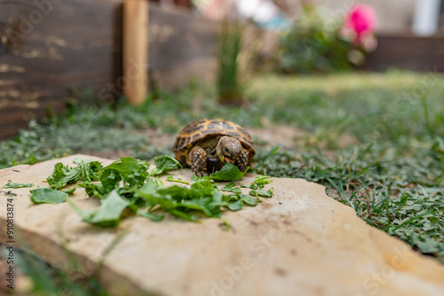 Russian tortoise taking bite out of greens on stone slab photo