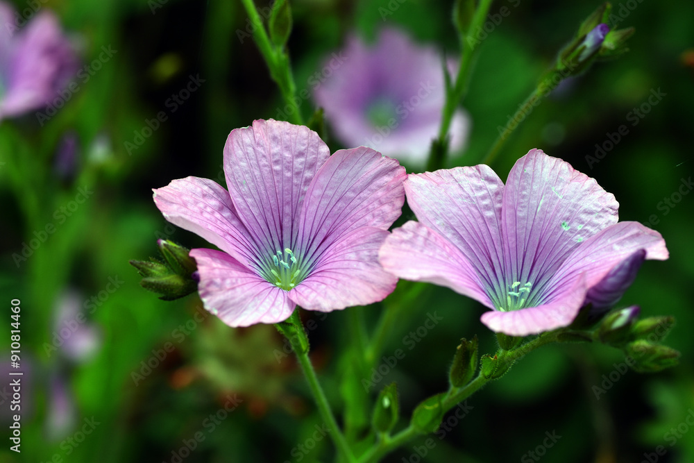 Pink wild flax Linum viscosum in flower Pink wild flax Linum viscosum in flower