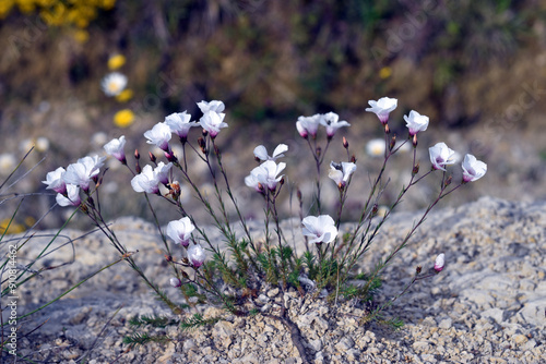 Pink wild flax Linum viscosum in flower photo