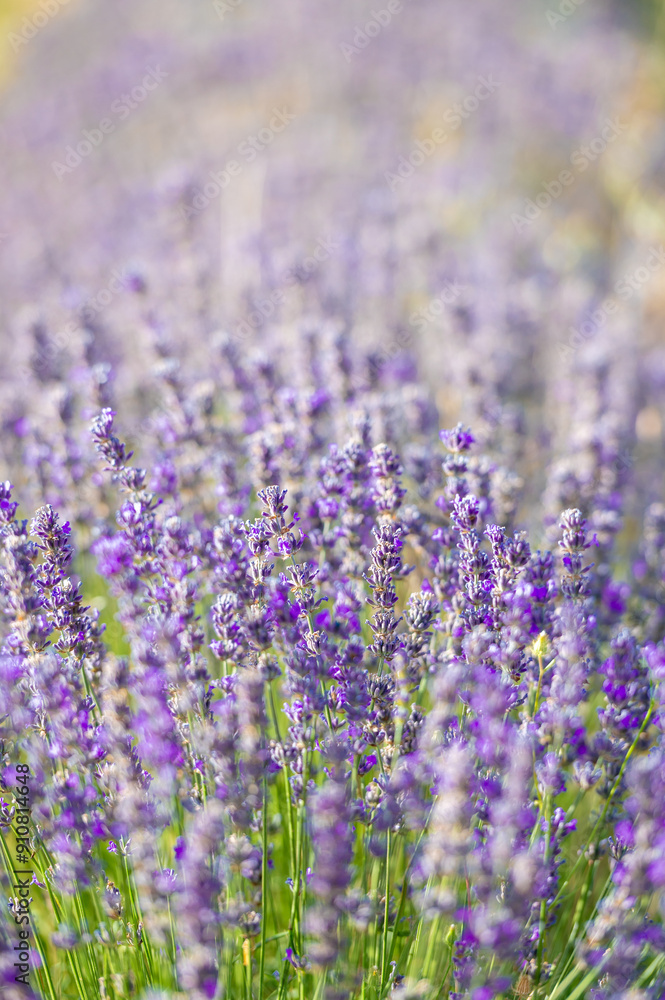 Naklejka premium Close-up of a lavender plant in the Pyrenees in Catalonia