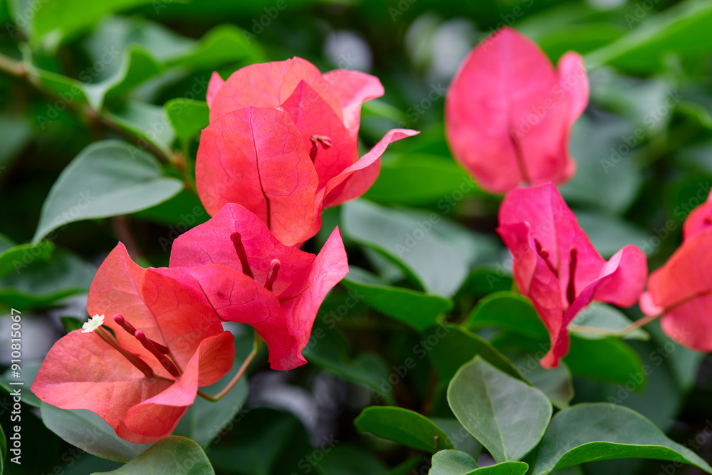 Close-up view of pink bougainvillea flower in bloom Close-up view of pink bougainvillea flower in bloom